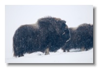 Musk Ox_ANL_6929